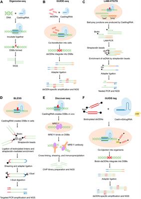 Off-target effects in CRISPR/Cas9 gene editing